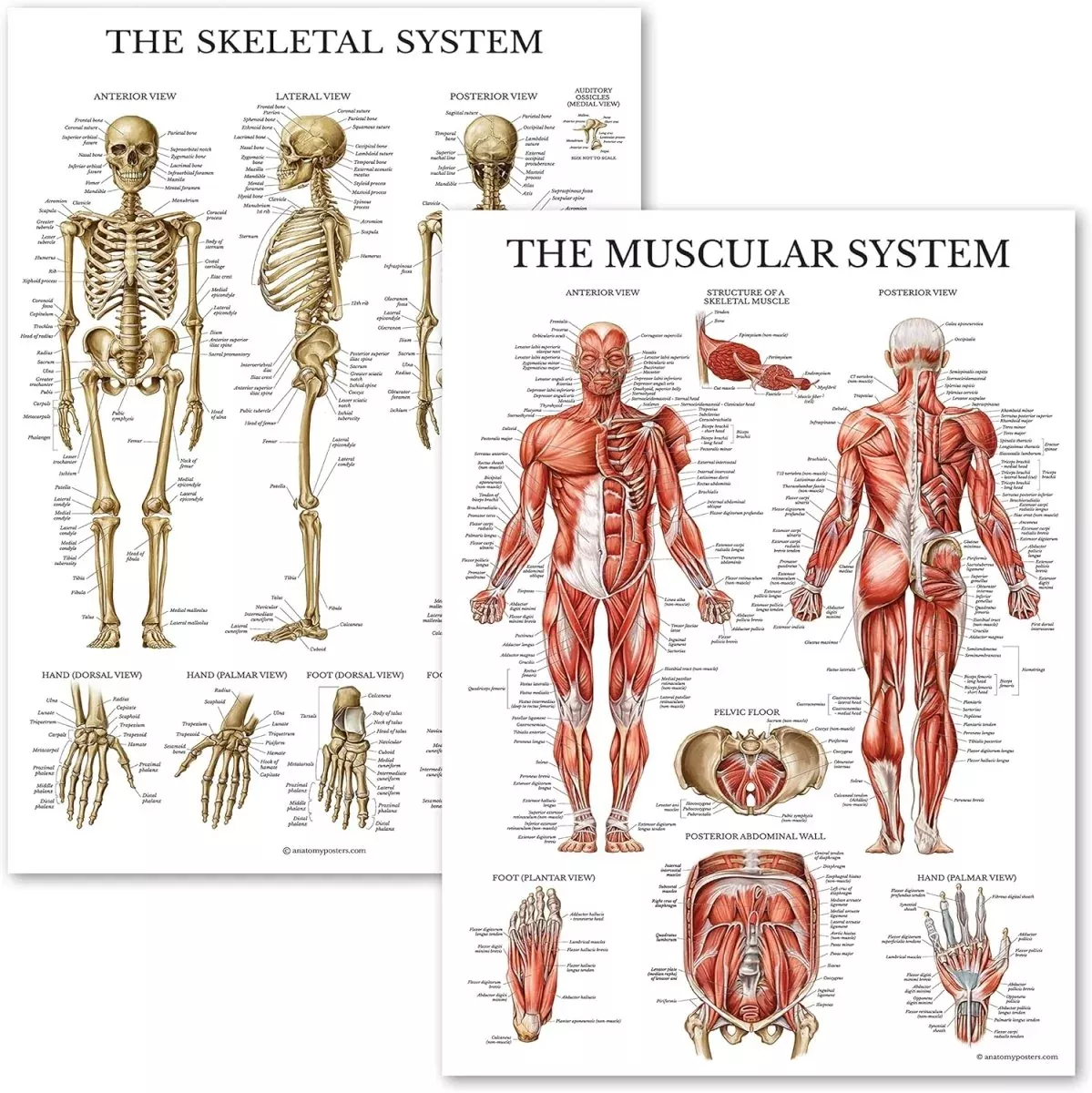Anatomical Chart Set – Model 1035-21CHT
