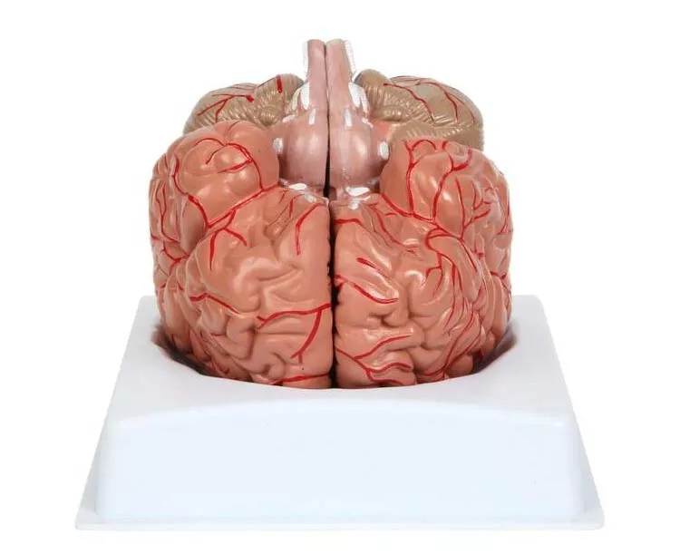 Anatomy Lab 2 Part Brain Model with Arteries & Blood Vessels