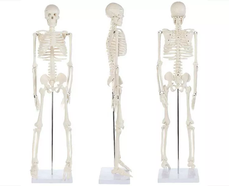 Anatomy Lab Essential Mini 35" Skeleton
