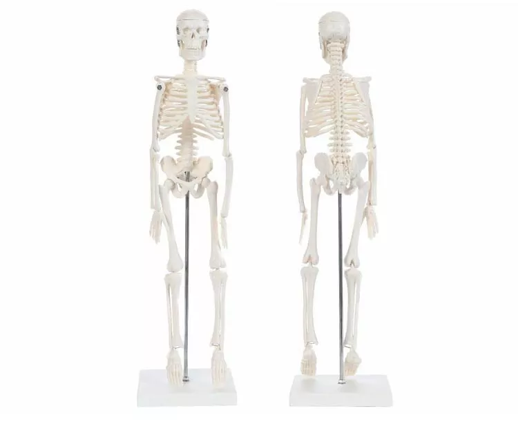 Anatomy Lab Essential Miniature Skeleton with Stand