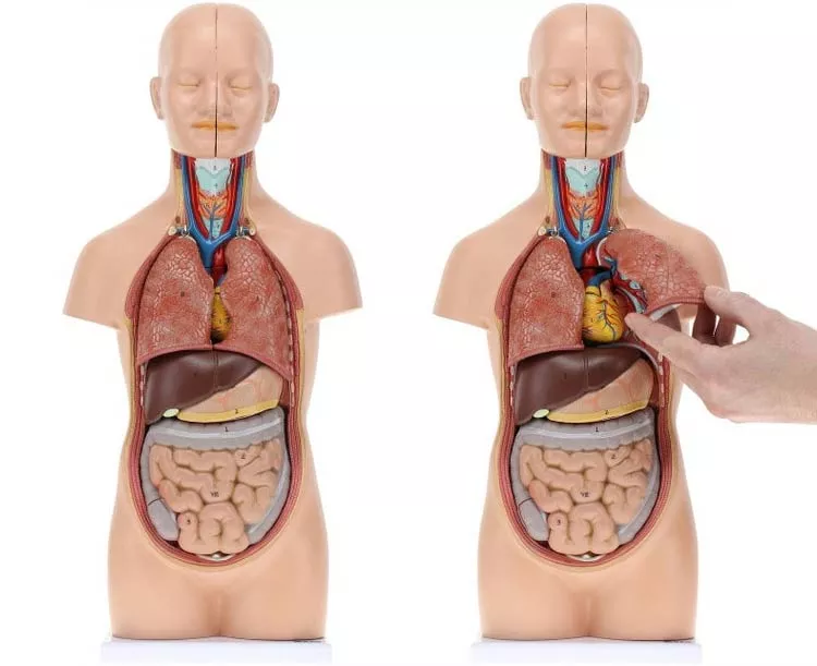 Axis Scientific 12-Part Unisex Mini Torso