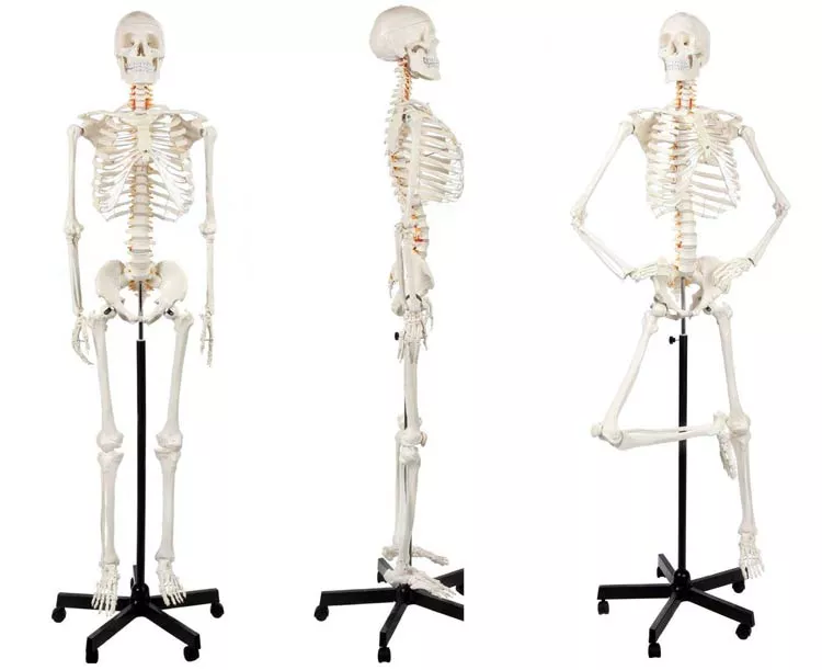 Classic Human Skeleton with Study & Numbering Guide