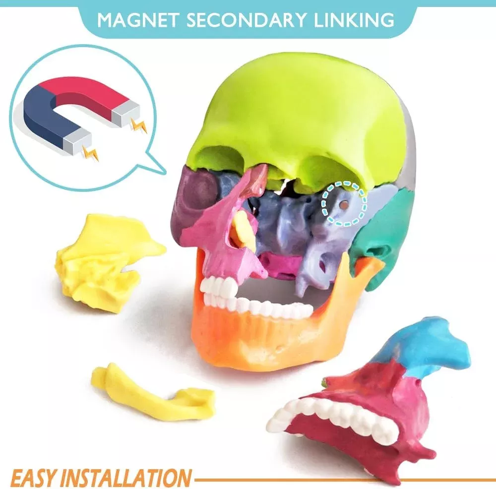 Exploded Human Skull Anatomy Model – Model 1035-21ESD