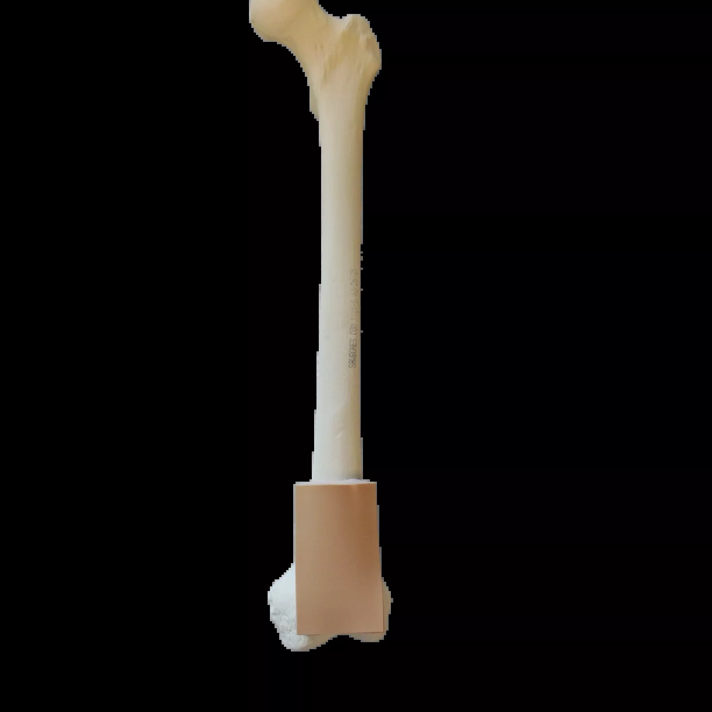 Femur Cortical Shell With Distal Skin Patch, EA