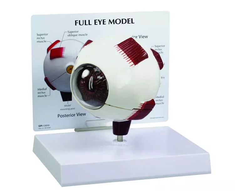 Full Eye Anatomy Model
