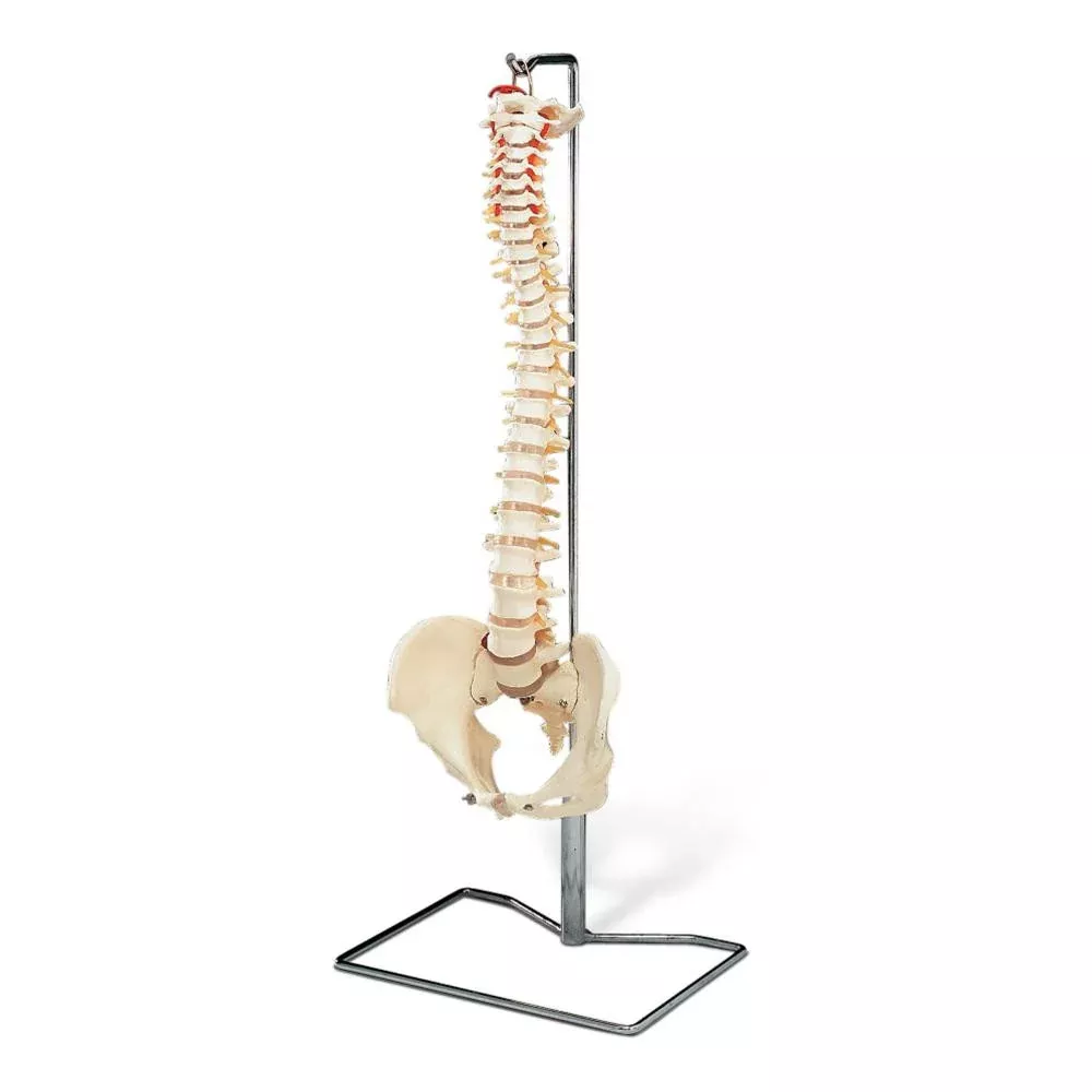 Vertebral Column With Stand